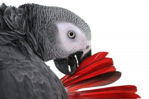 afabirds.org